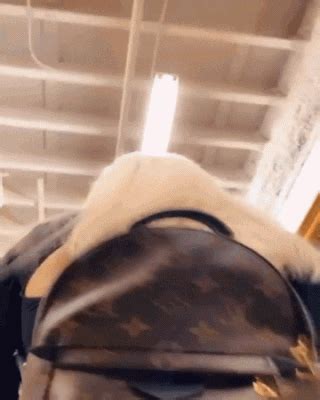 Insatiable Gifs Of D Ass Ass Ass Sex Gifs Porn XXX GIFs PICTOA