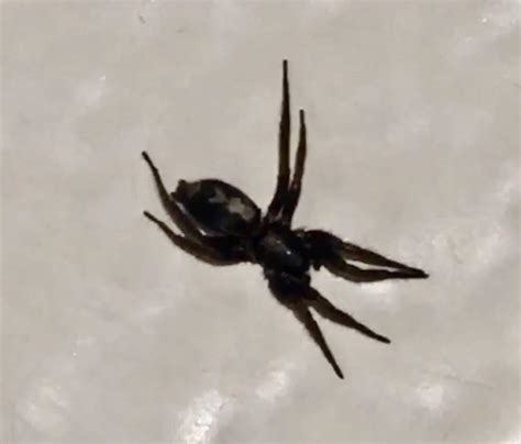 Black Spider With White Stripe Down Back