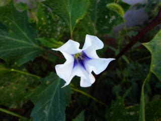 Common varieties of Datura - The Plant Aide