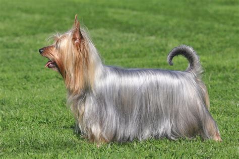 Australian Terrier Puppy