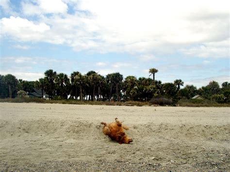 hikewithyourdog: Edisto Beach State Park