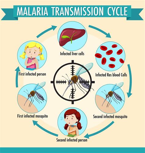 Infogr Fico De Informa Es Do Ciclo De Transmiss O Da Mal Ria