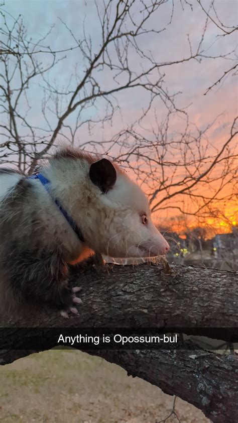 I Looked Further Into The “awesome Possum”  And Found This Video So Adorable R Opossums