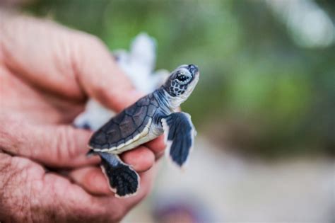 Baby Turtles Bliss on Heron Island with The Blonde Nomads