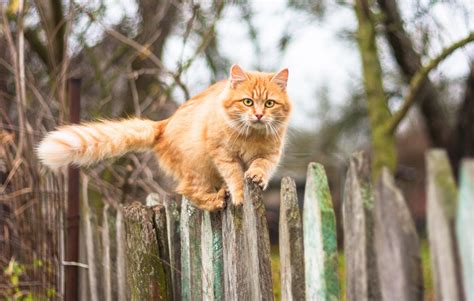 Comment Emp Cher Les Chats D Utiliser Votre Jardin Comme Toilette