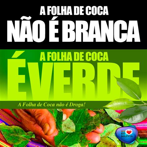 Folha De Coca É Proibido No Brasil - A Importância da Folha de Coca na Cultura e Despenalização
