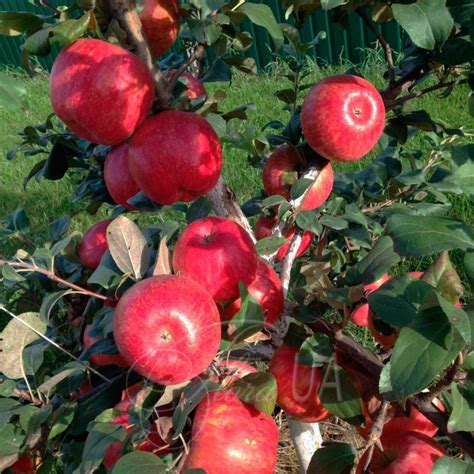 Яблуня Хані Крісп