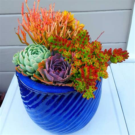 Colorful Succulent Arrangement By Nathan Brooke Corpus Planting Succulents Succulent