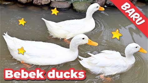 Duck Song Compilation Duck Farm Tds The Duck Dance Potong Bebek