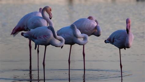 Fenicotteri Rosa Lo Spettacolo A Ostia La Repubblica