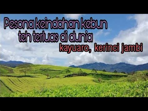 Pesona Keindahan Kebun Teh Terluas Di Dunia Kayu Aro Kerinci Jambi