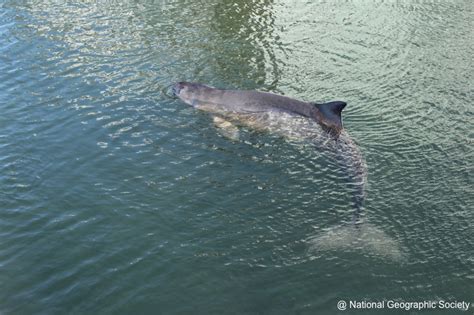 Dwarf Sperm Whale | Azores Whale Watching TERRA AZUL™