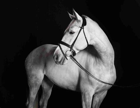 Styles Of Horse Reins And How To Use Them Smarter Horse