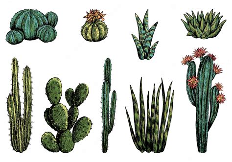 Premium Vector Collection Of Different Cacti Set Of Desert Plants Hand Drawn Vector