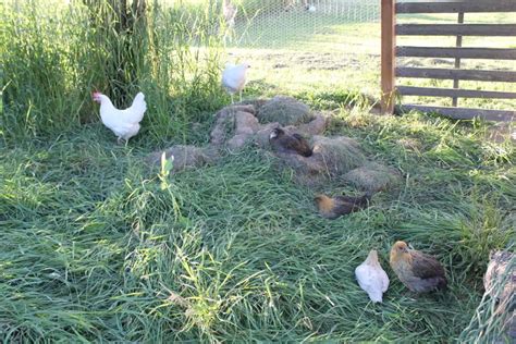 Rotational Chicken Runs Around Your Garden To Reduce Feeding Costs