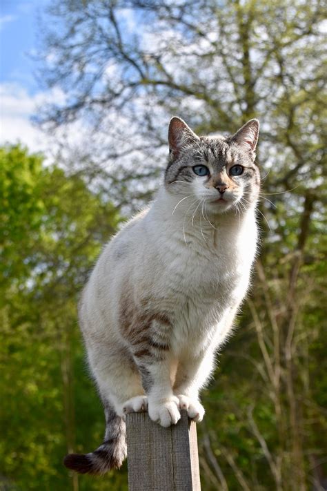 Free The Pussy Cat Cat Photos Pixabay