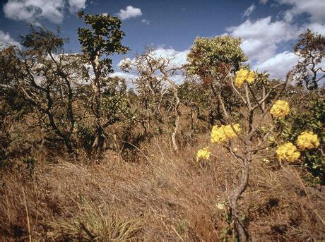 Cerrado | Places | WWF