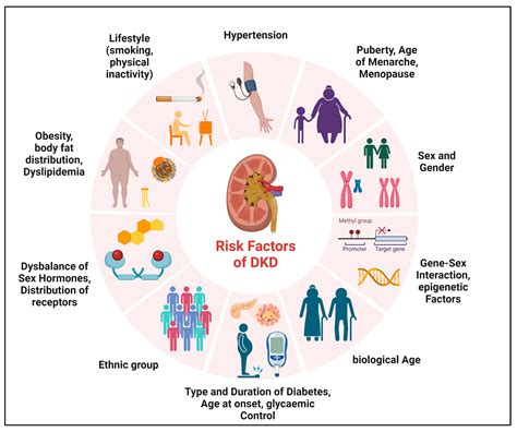 Sex Differences In Human Diabetic Kidney Disease Encyclopedia MDPI