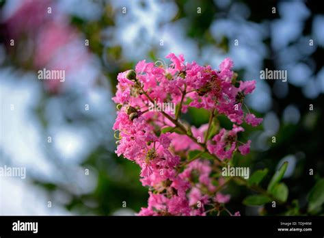 Wild Crape Myrtle Hi Res Stock Photography And Images Alamy