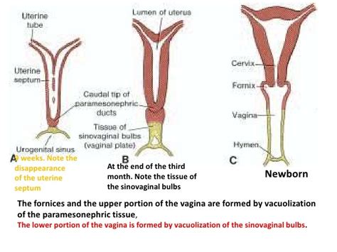 Embryology Urogenital System