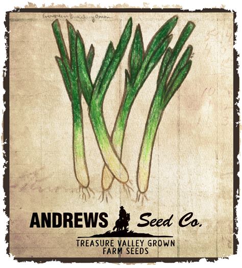 Evergreen Bunching Onion Andrews Seed Company