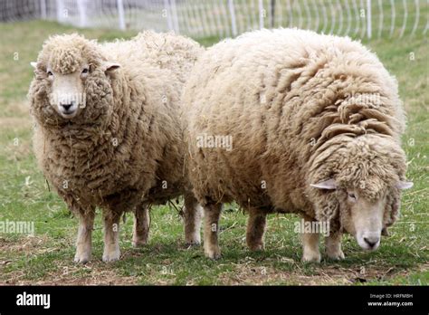 Two Ewes Hi Res Stock Photography And Images Alamy
