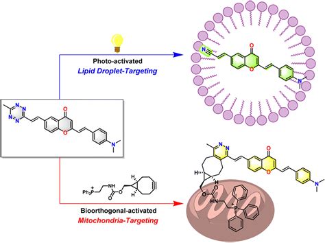 Tetrazine Derived Chromones As Conditionally Activated Solvatochromic