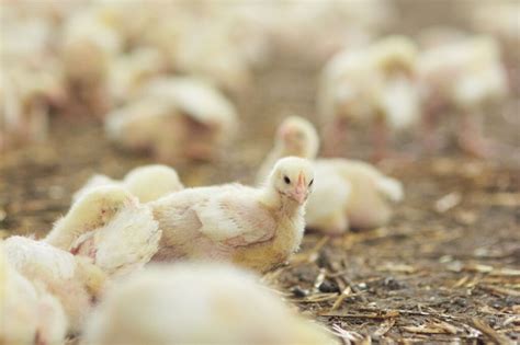 Aceites esenciales en pollos de engorde mitigando el estrés por calor