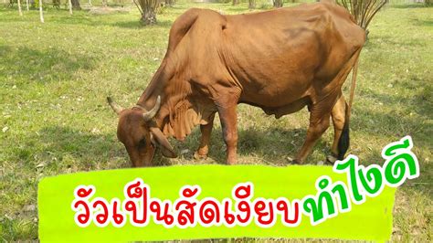 วัวเป็นสัดเงียบ แก้ไขอย่างไรดี#cow #คนรักวัว #คนเลี้ยงวัว - YouTube