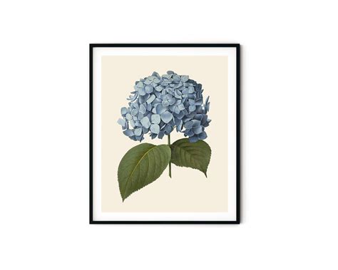 Vintage Hydrangea Print Blue Botanical Art Hydrangea Wall Etsy