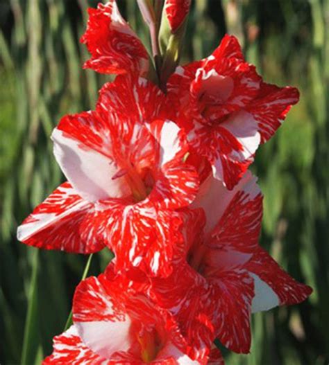 Гладиолус Зизани, набор 5 шт: купить в каталоге «Земляника фриго ...