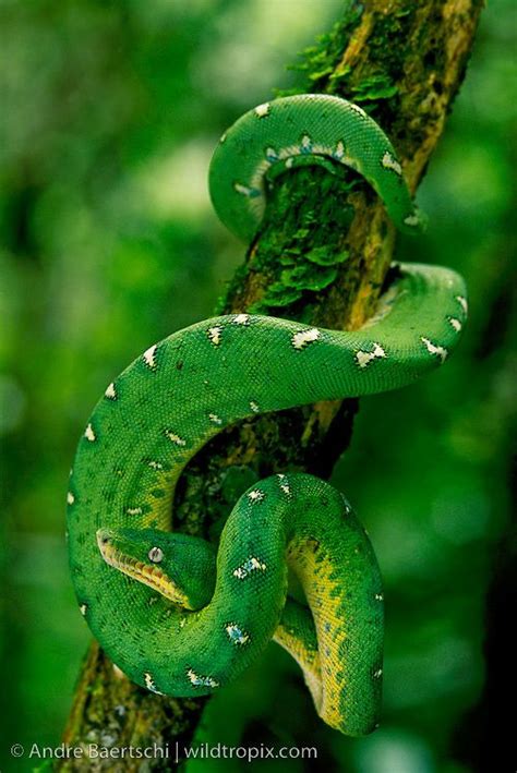 Enchanting Emerald Tree Boa in its Natural Habitat