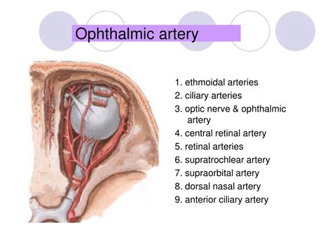 Ppt Cerebral Circulation And Csf Powerpoint Presentation Free Download