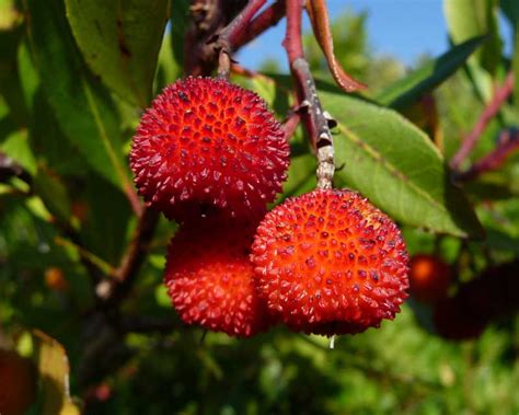 Arbouse | Tous les fruits