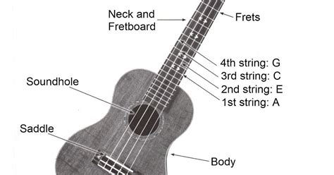 Anatomy Of A Ukulele