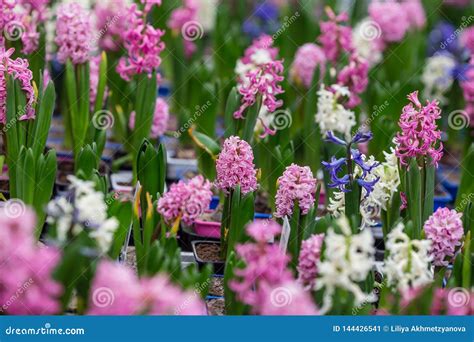 V Rblommor I Krukor P Hyllan Av En Blomsterhandel Fotografering F R