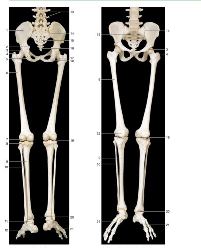 Lower Limb From Rohen Images Flashcards Quizlet