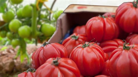 Pomodori Enormi E Succosi Piantali Vicino A Queste Piante Risultato