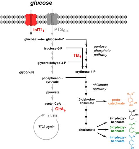 Schematic Representation Of The Main Modules Of The Central Metabolism