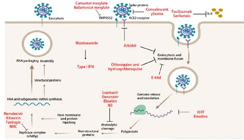 Stages Of Viral Replication