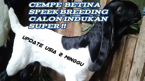 Cempe Etawa Betina Di Usia 2minggu Sudah Mulai Terlihat Speeknya