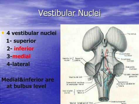 Ppt Medulla Oblongata Bulbusmedulla Powerpoint Presentation Free