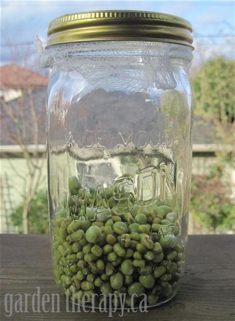 Mason Jar Sprouts: Mung Beans and Green Peas - Garden Therapy