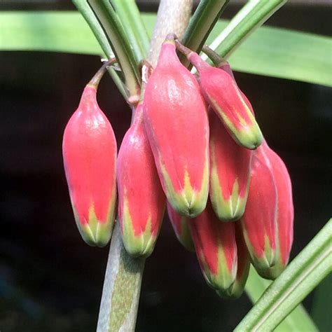 Polygonatum Kingianum Putnam Hill Nursery