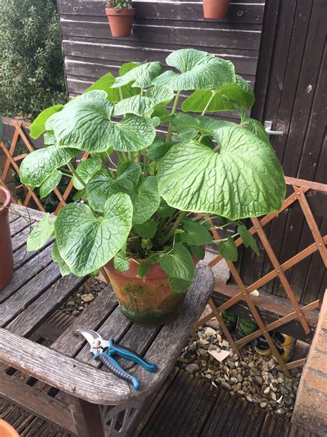 How To Grow Wasabi In The Uk All Homesteading