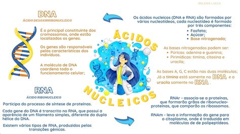 Mapas Mentais Sobre Acidos Nucleicos Study Maps