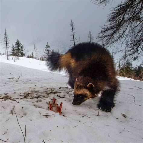 New expeditions will be led by the expert David Moskowitz 5