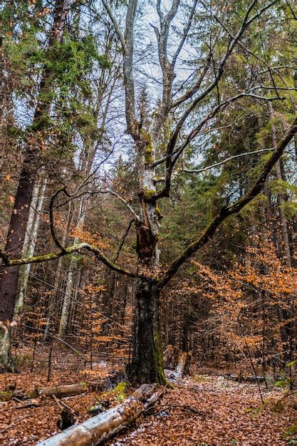 Rvores Que Crescem Na Floresta Durante O Outono Foto Premium