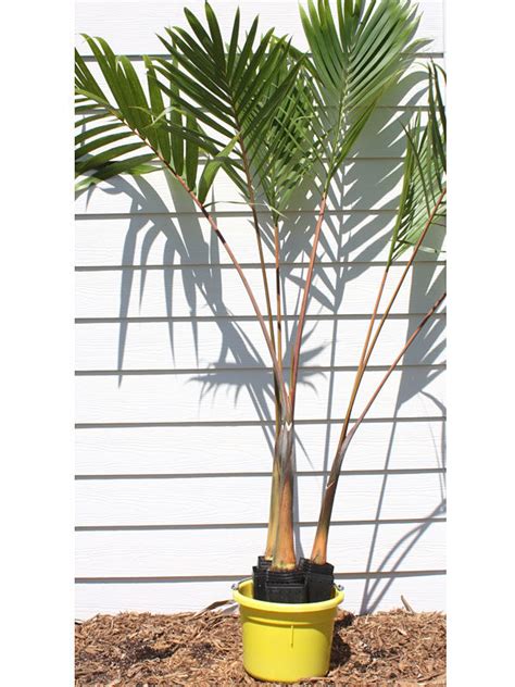 Lg Bottle Palm Tree Hyophorbe Lagenicaulis Urban Tropicals