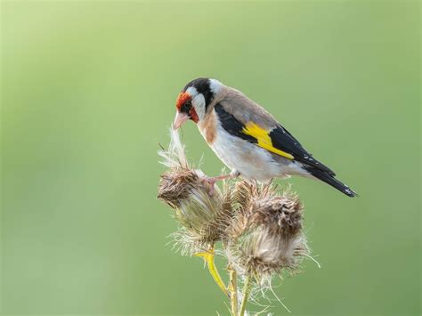 What Do European Goldfinches Eat Complete Guide Birdfact